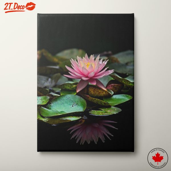 Elegant Pink Water Lily on Green Leaves
