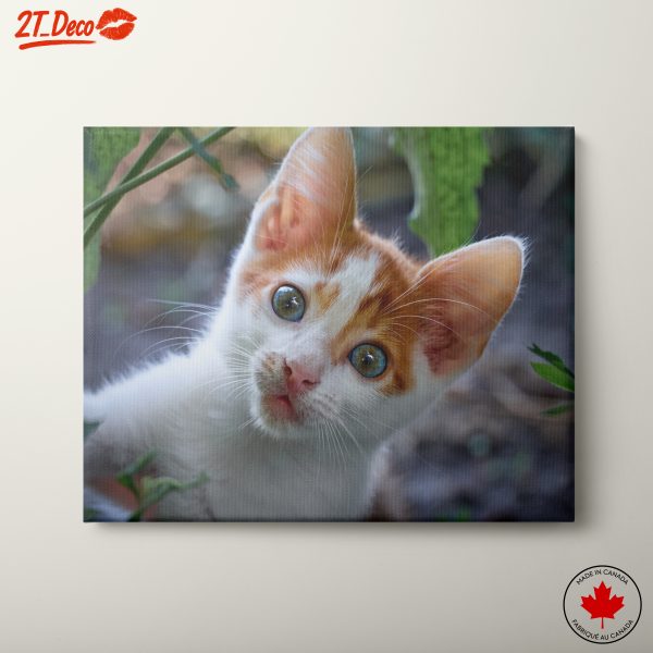 Curious Cat With Charming Eyes