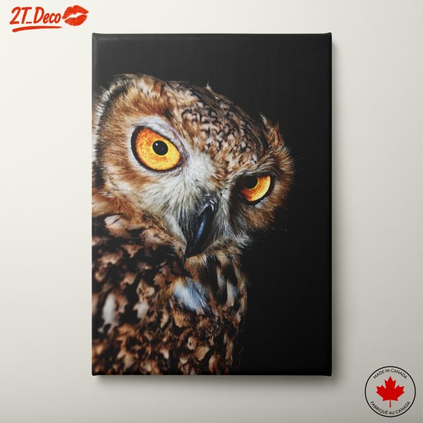 Majestic Owl Close-Up