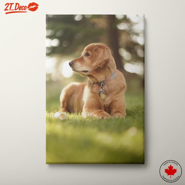 Golden Retriever Lying in Sunlight