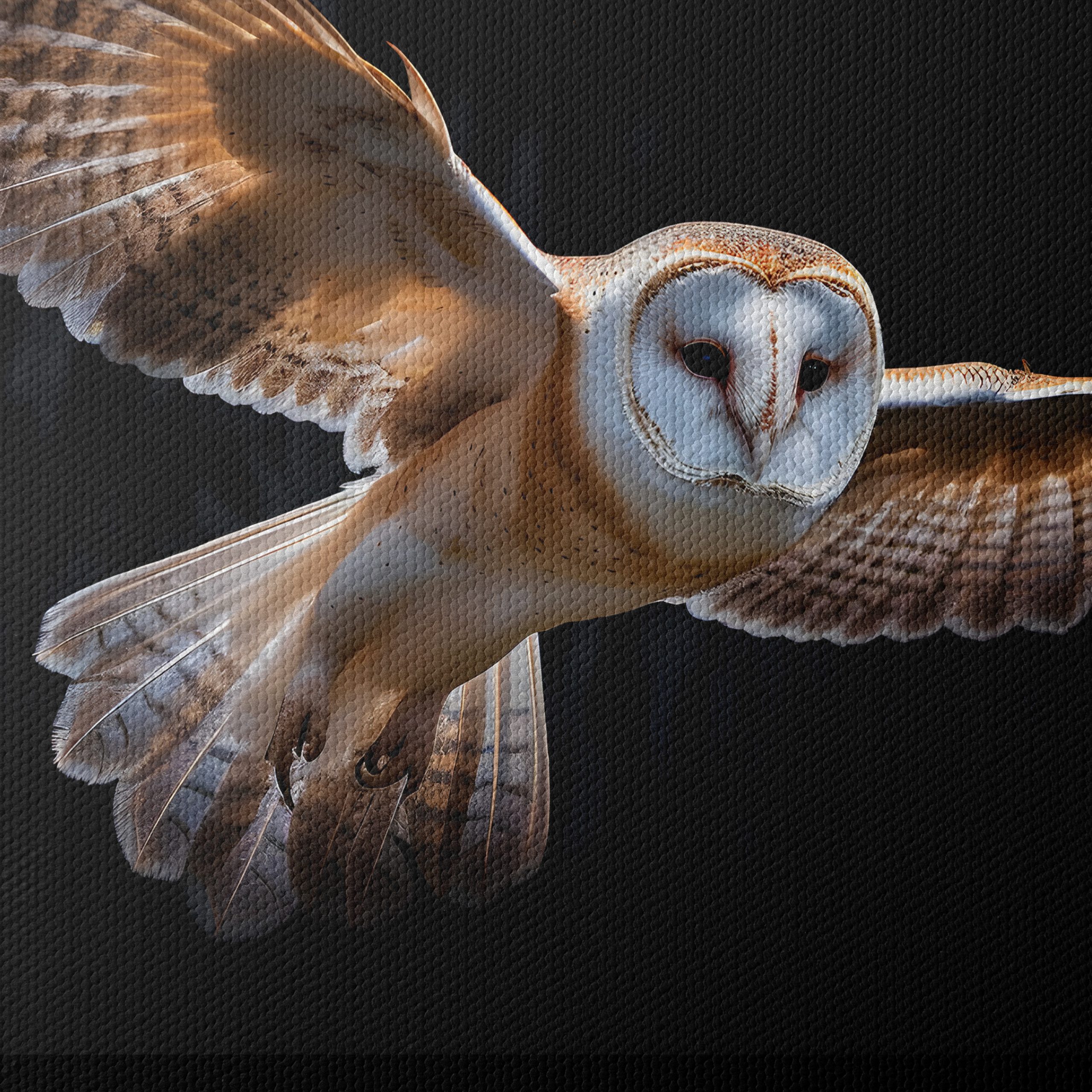 Stunning Owl in Flight Wall Art - Image 4
