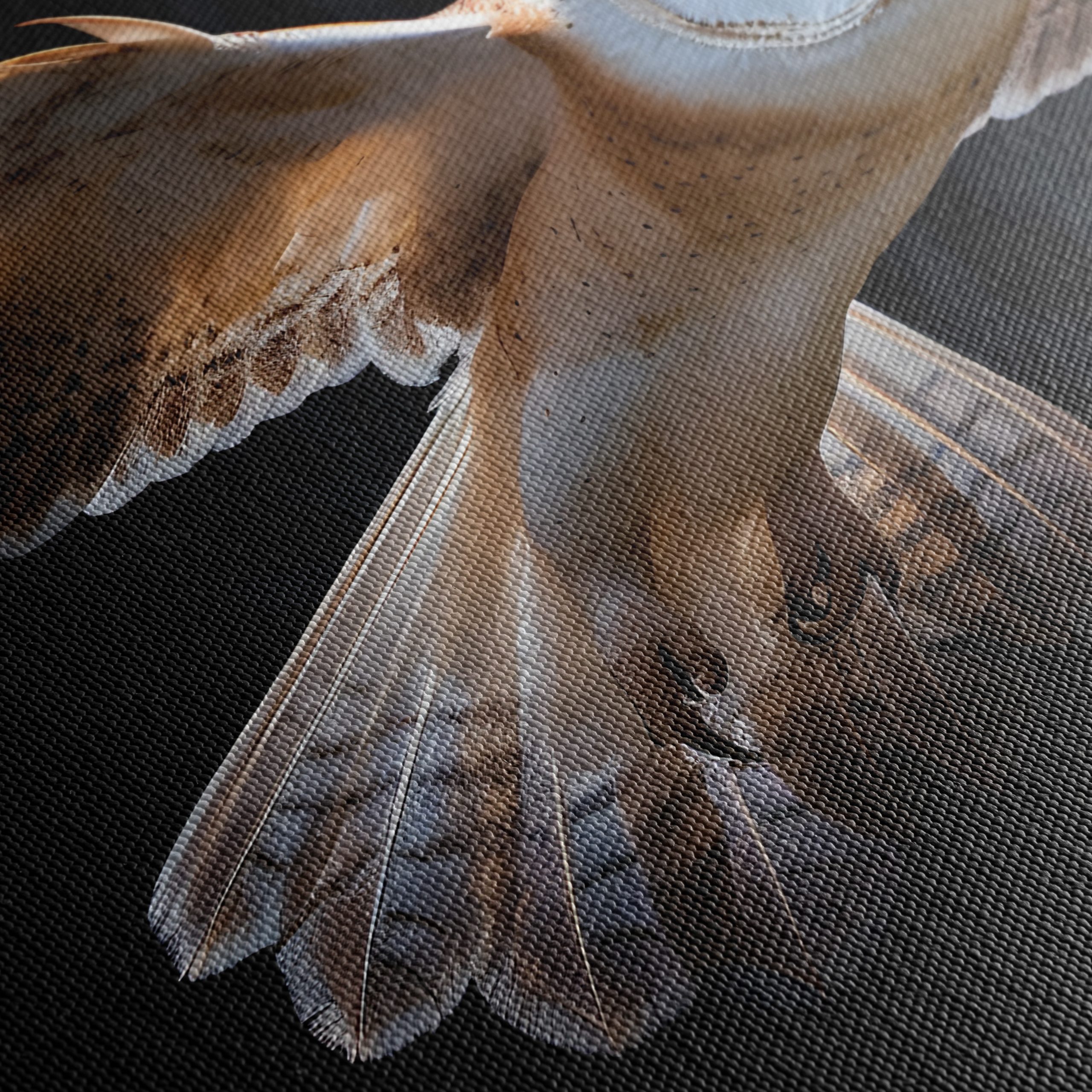 Stunning Owl in Flight Wall Art - Image 5