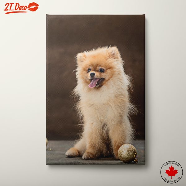Playful Pomeranian Dog Portrait 2