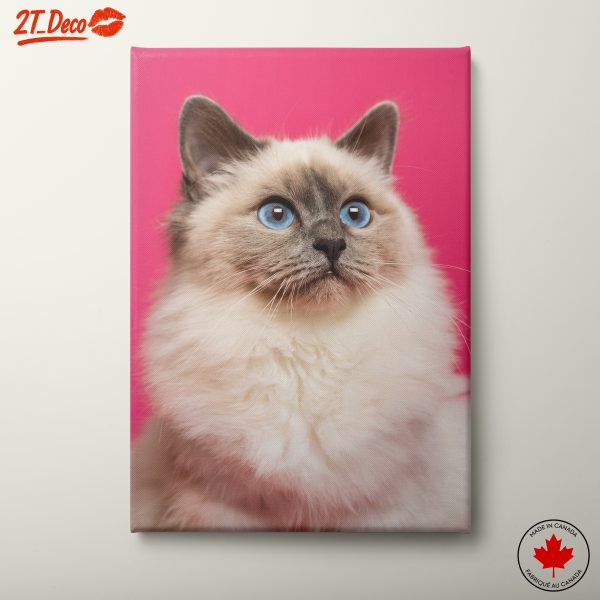 Stunning Cat Portrait with Blue Eyes