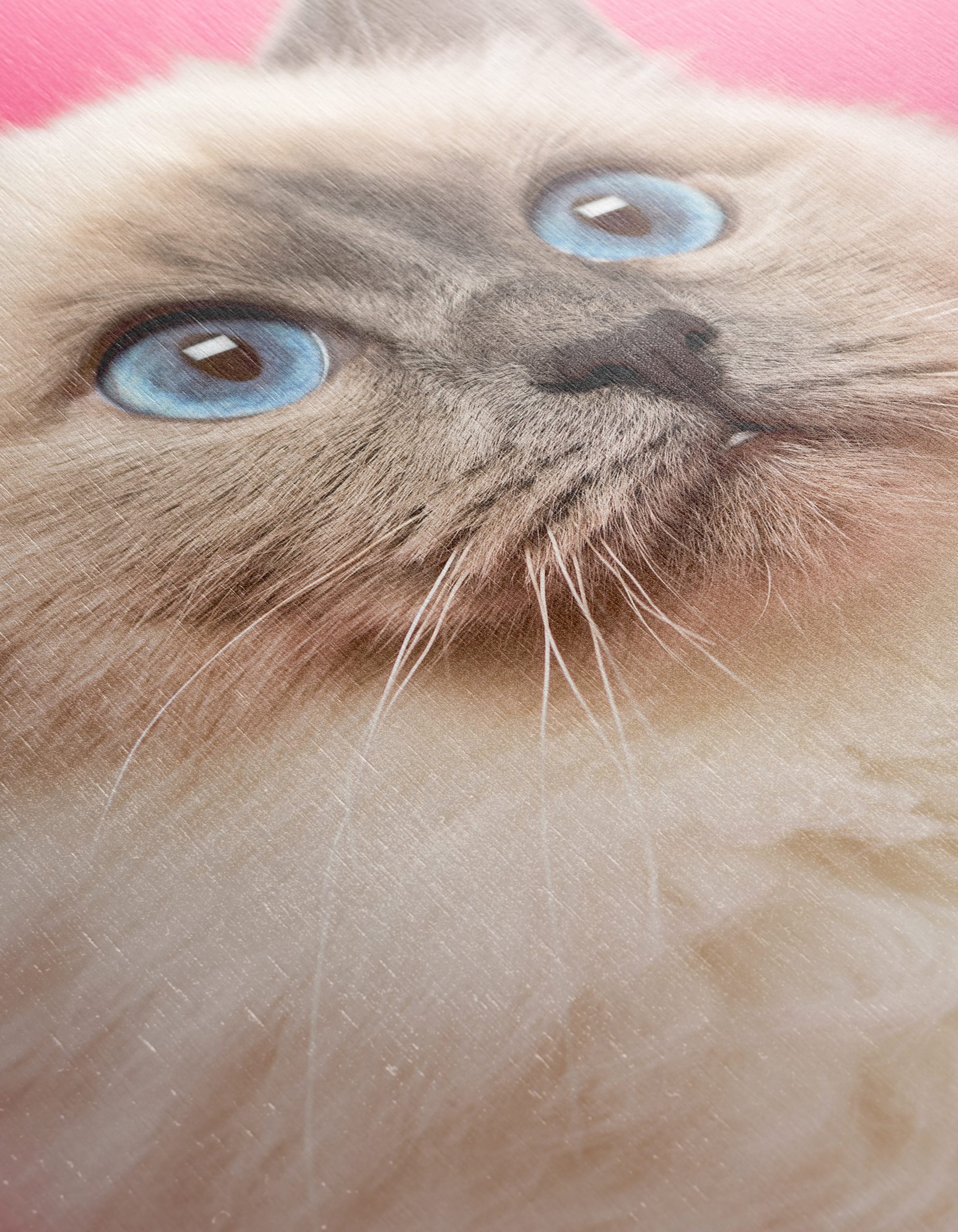 Stunning Cat Portrait with Blue Eyes - Image 12