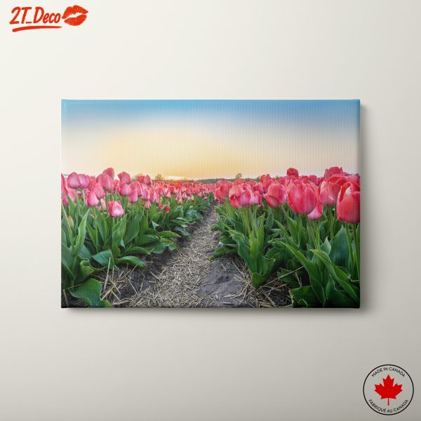 Vibrant Tulip Field at Sunset