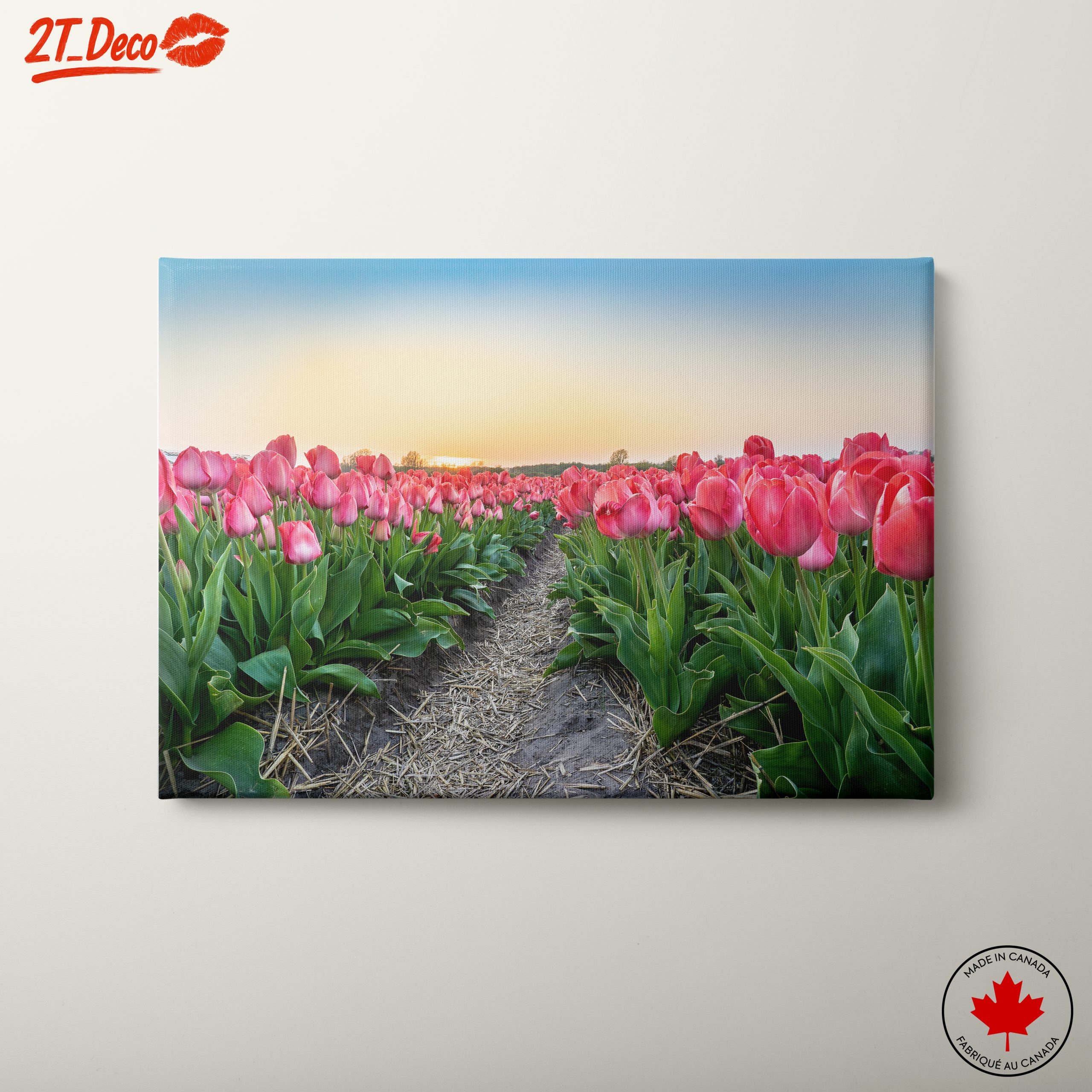 Vibrant Tulip Field at Sunset