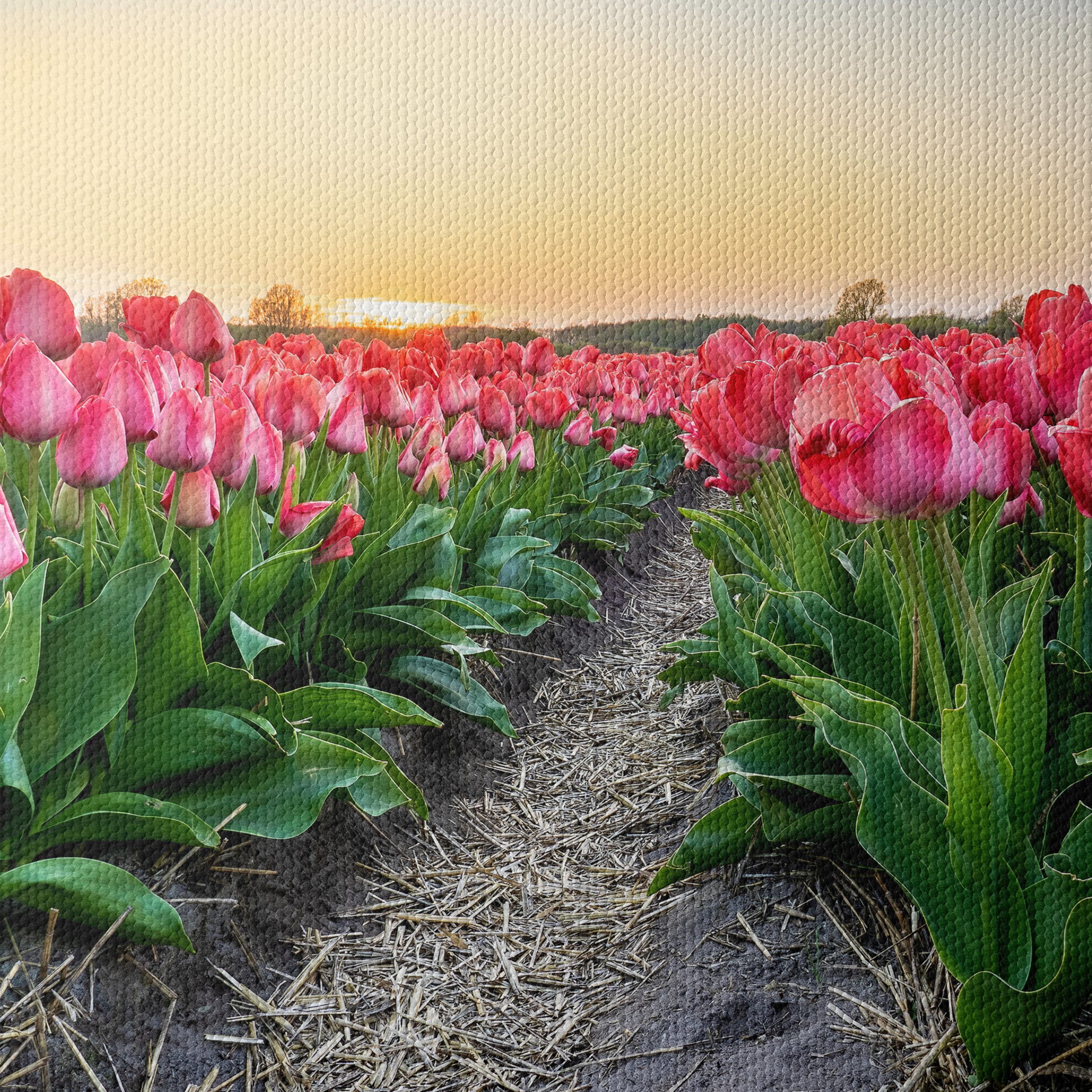 Vibrant Tulip Field at Sunset - Image 4