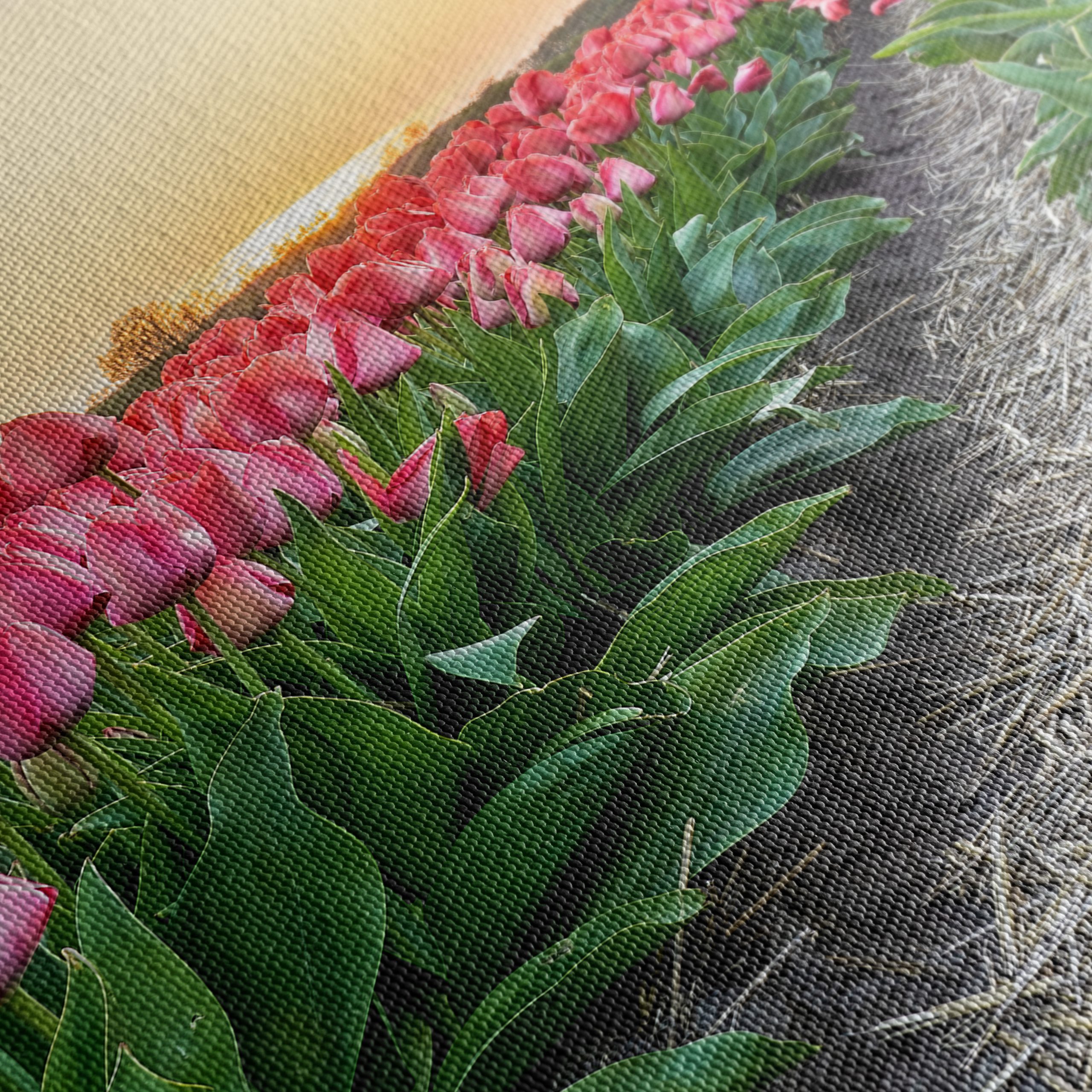 Vibrant Tulip Field at Sunset - Image 5