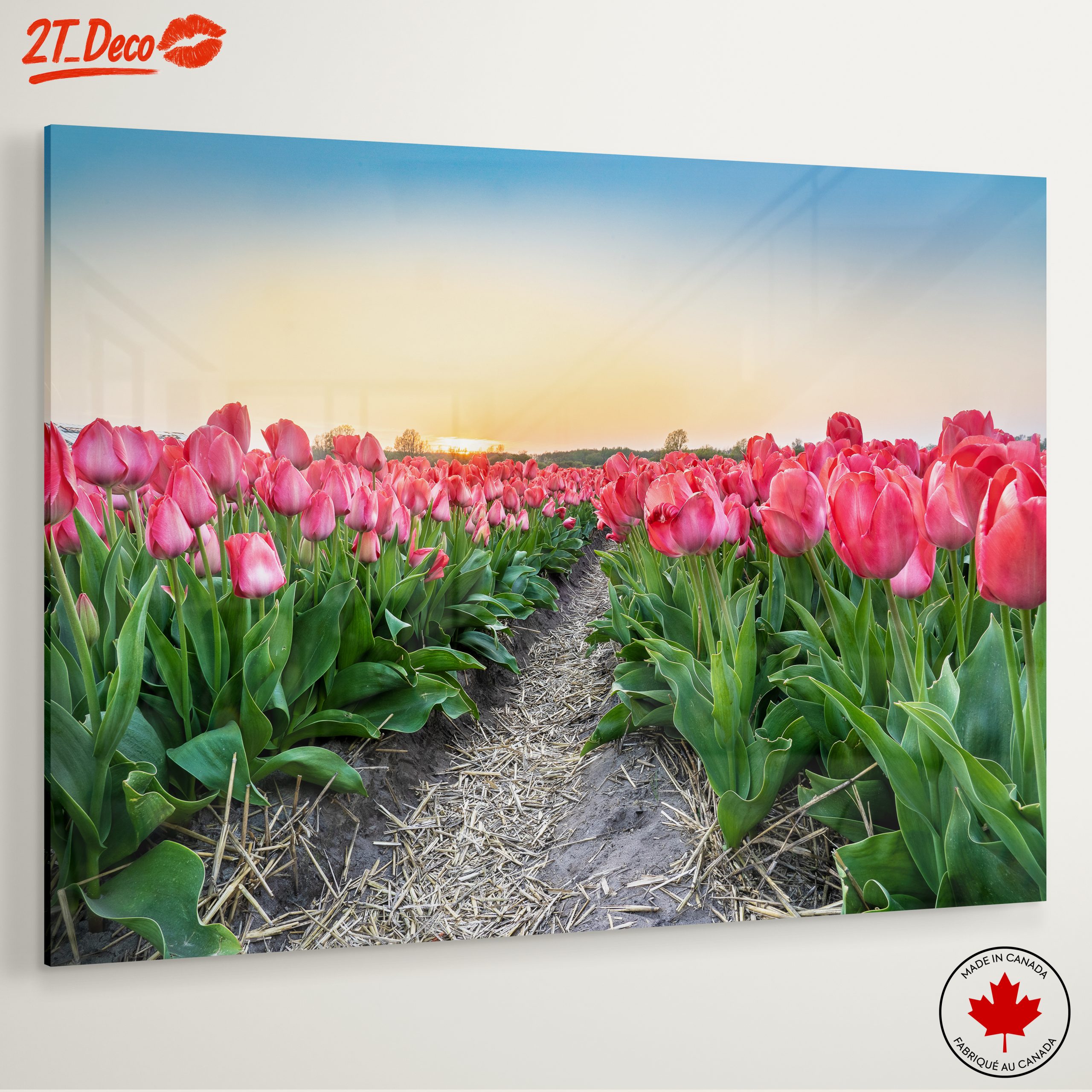 Vibrant Tulip Field at Sunset - Image 6