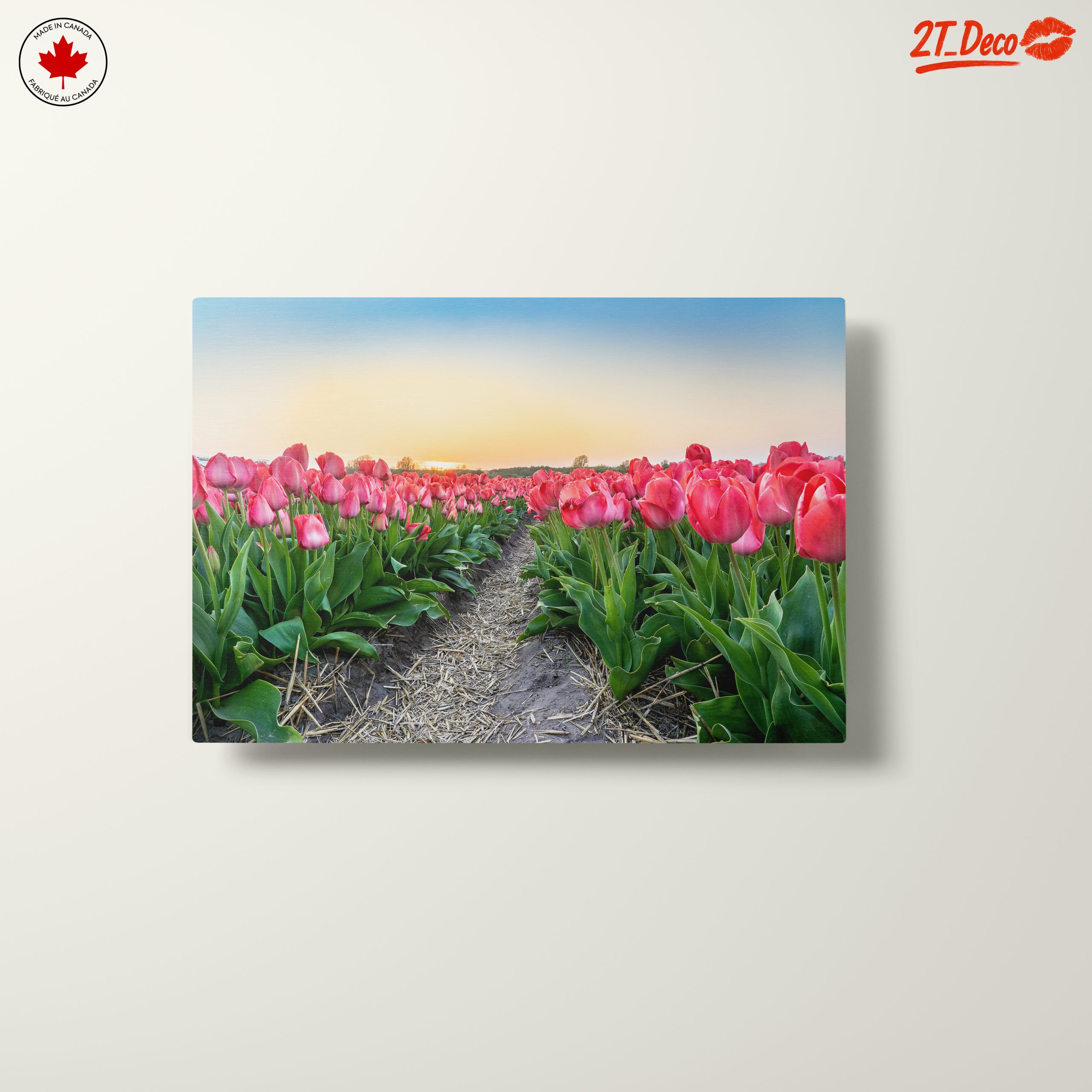 Vibrant Tulip Field at Sunset - Image 10