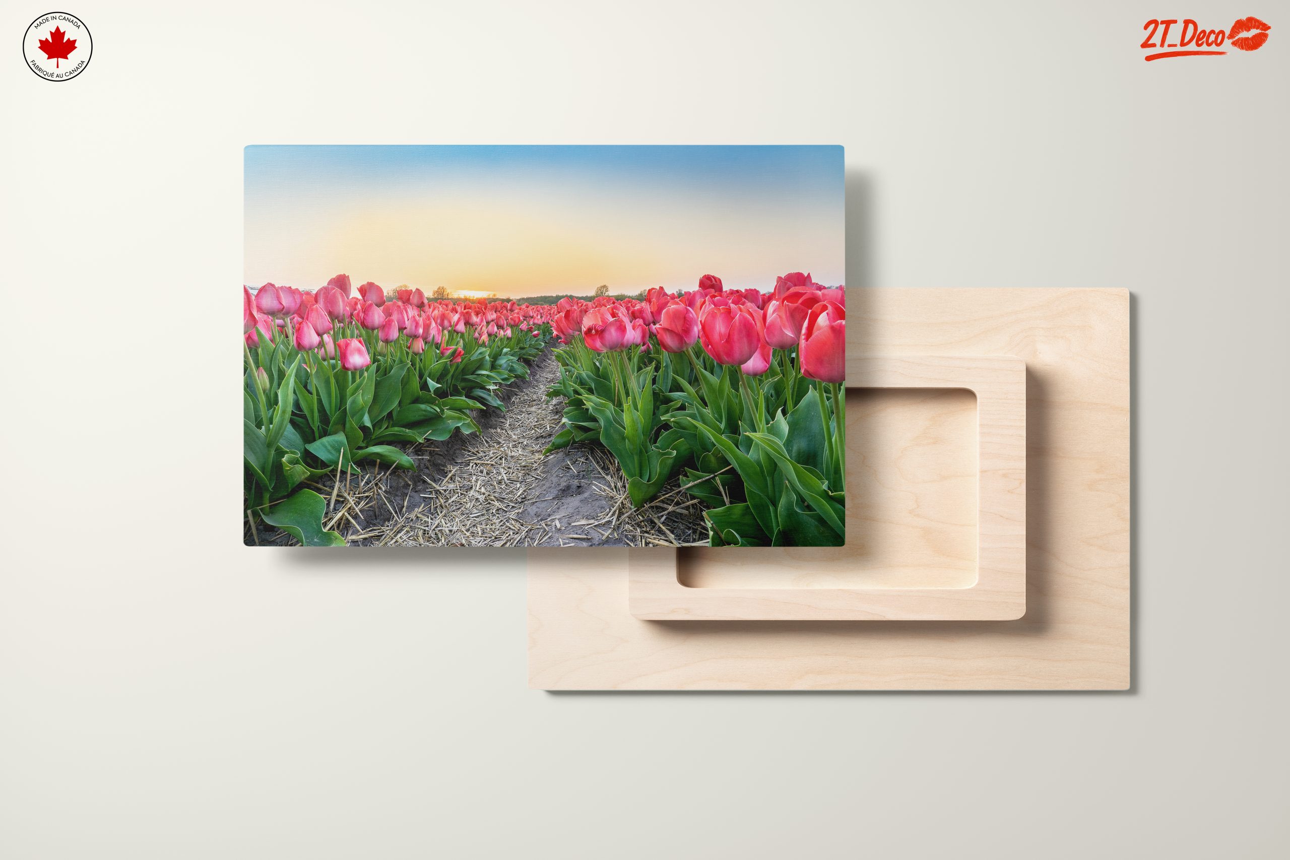 Vibrant Tulip Field at Sunset - Image 11