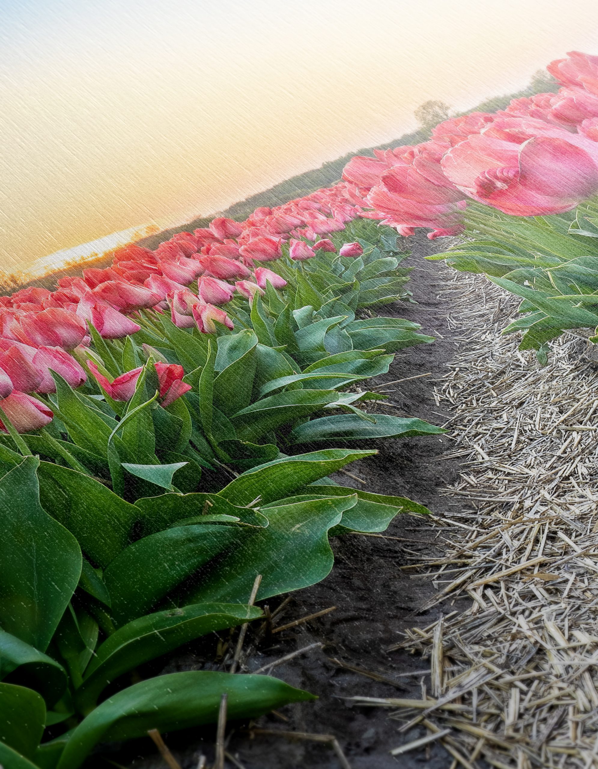 Vibrant Tulip Field at Sunset - Image 12