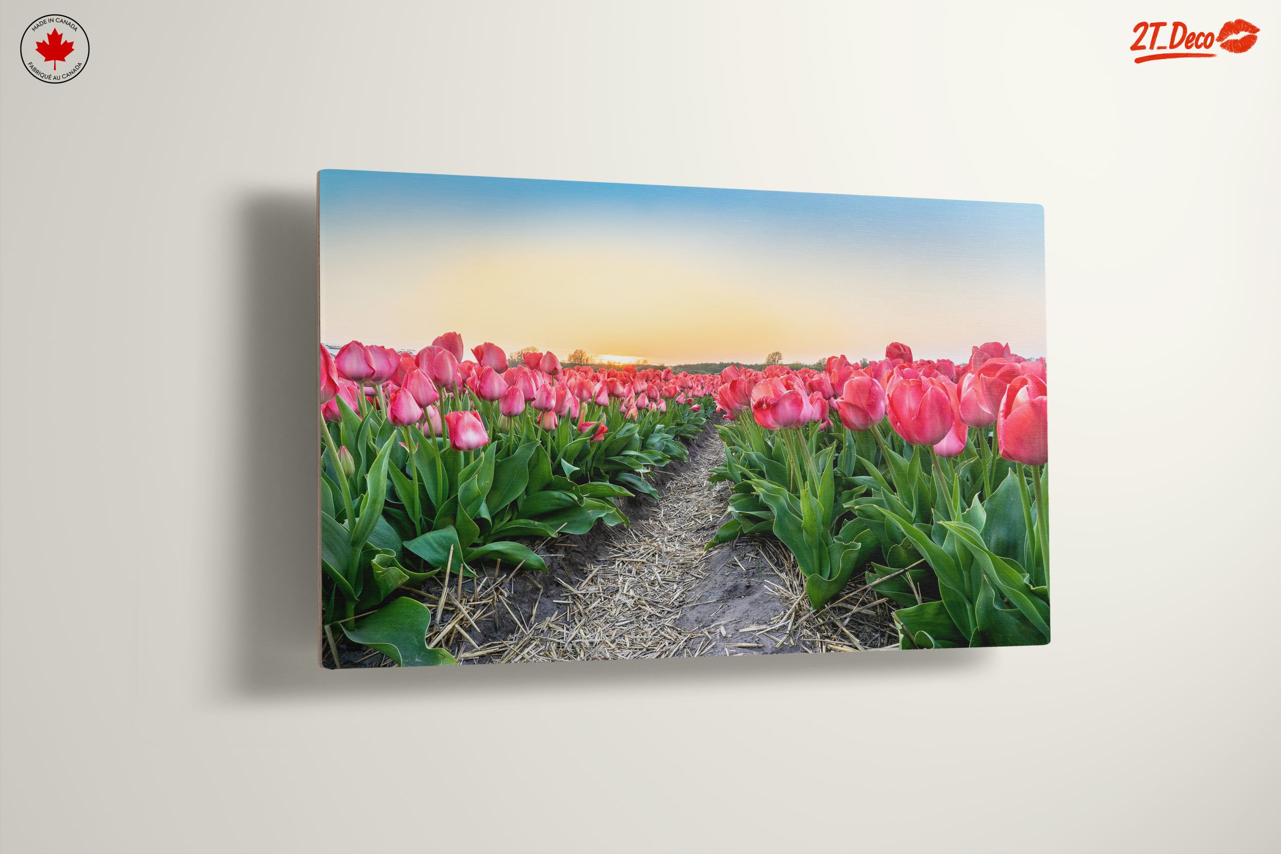 Vibrant Tulip Field at Sunset - Image 13