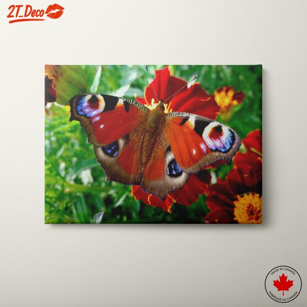 Beautiful Butterfly on Colorful Flowers