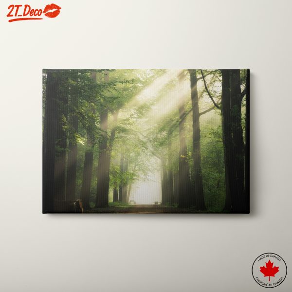Misty Forest Path With Sunlight