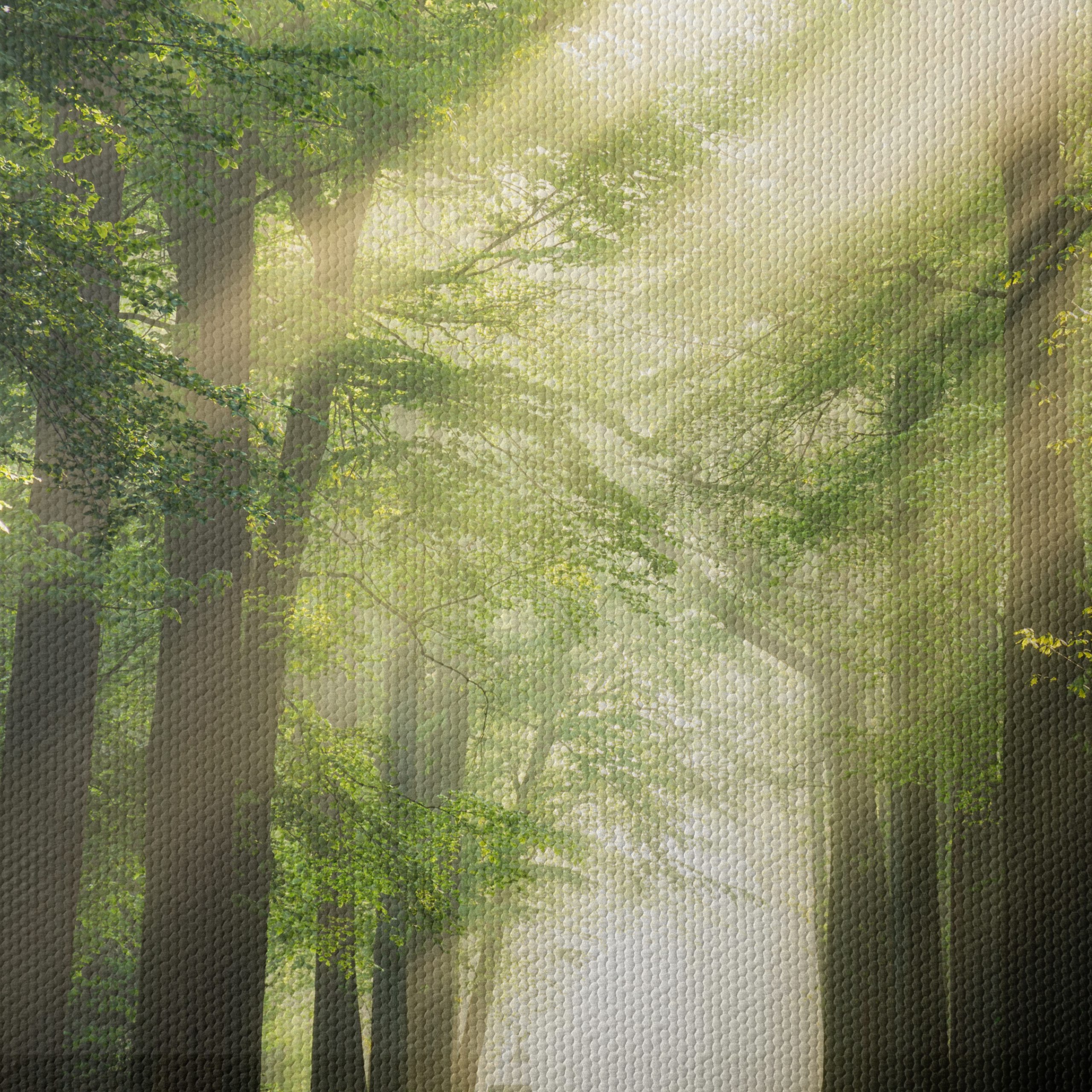 Misty Forest Path With Sunlight - Image 4
