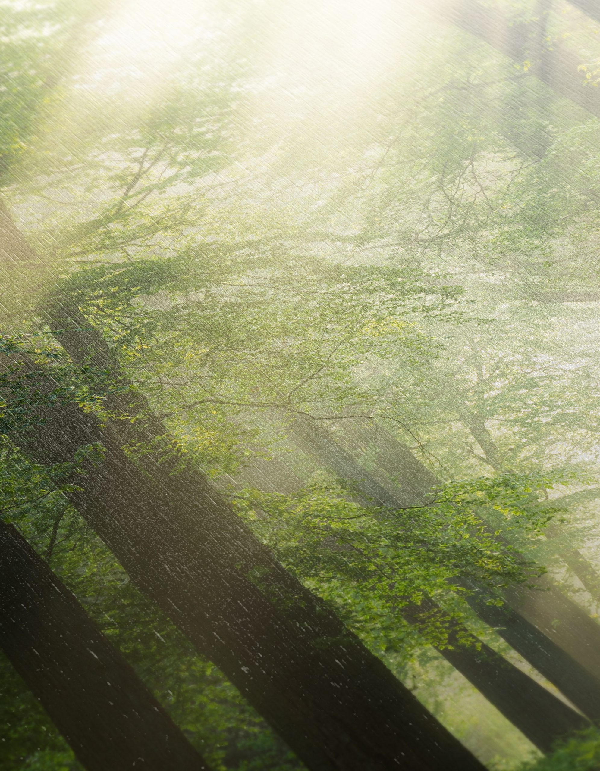 Misty Forest Path With Sunlight - Image 12