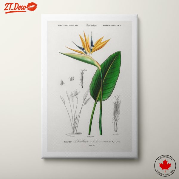 Exquisite Botanical Illustration of Bird of Paradise