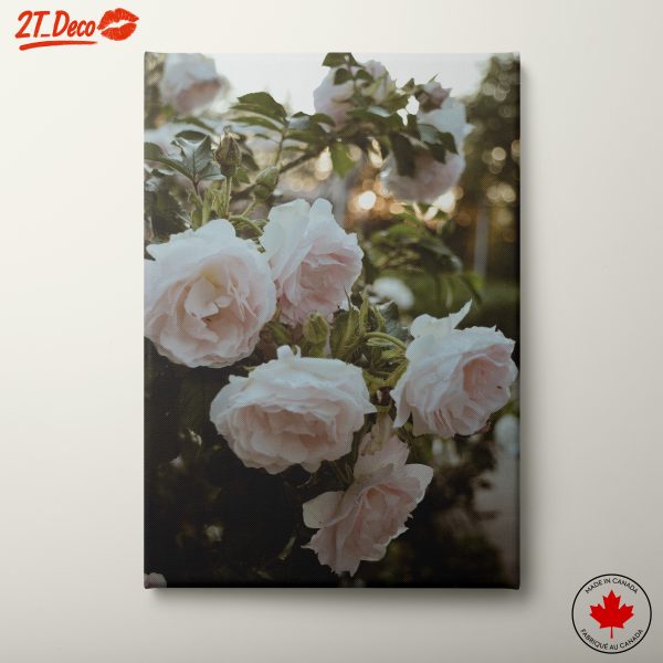 Delicate Pink Roses in Bloom
