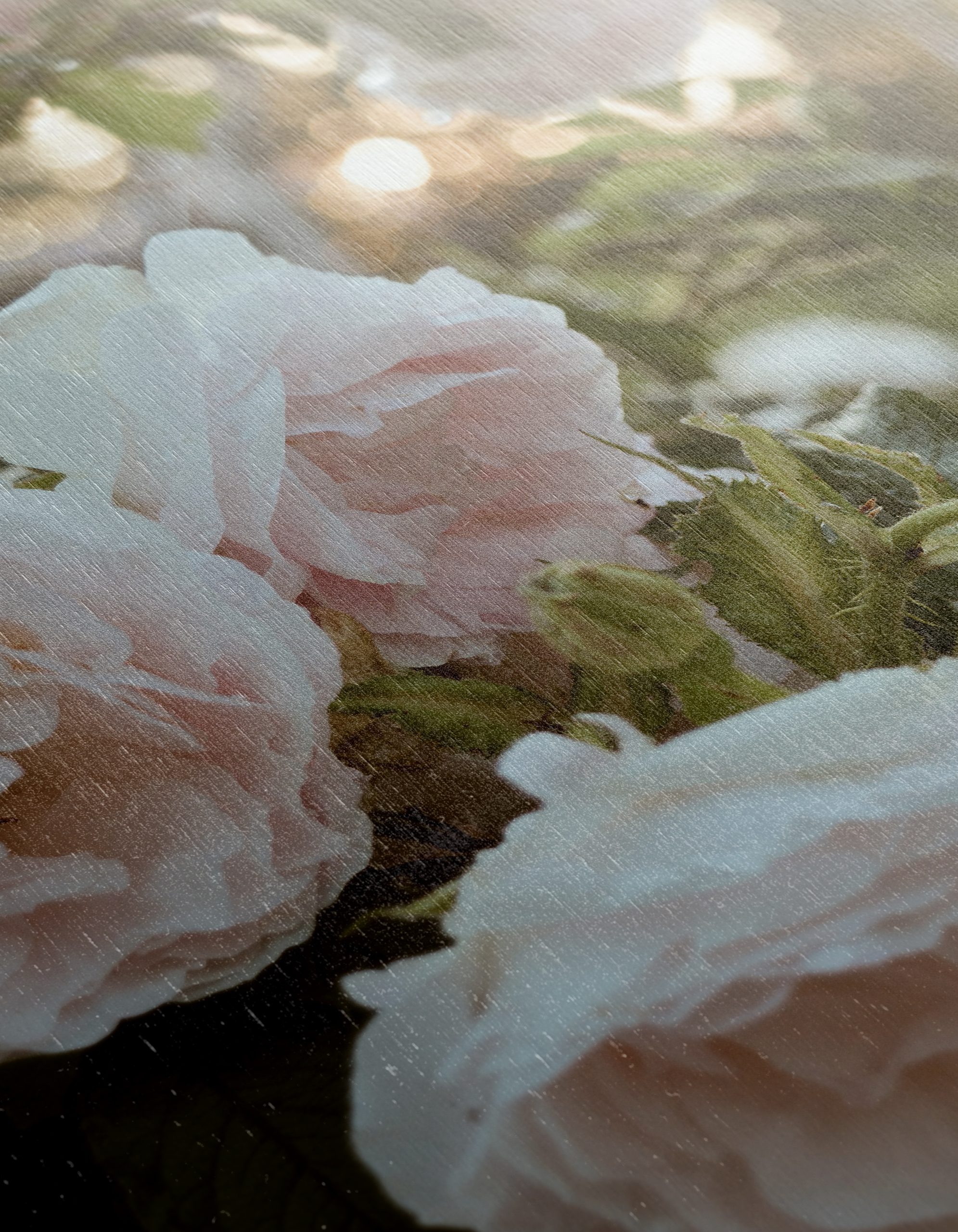 Delicate Pink Roses in Bloom - Image 12