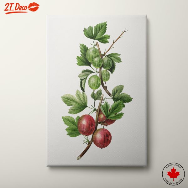 Gooseberries Botanical Illustration