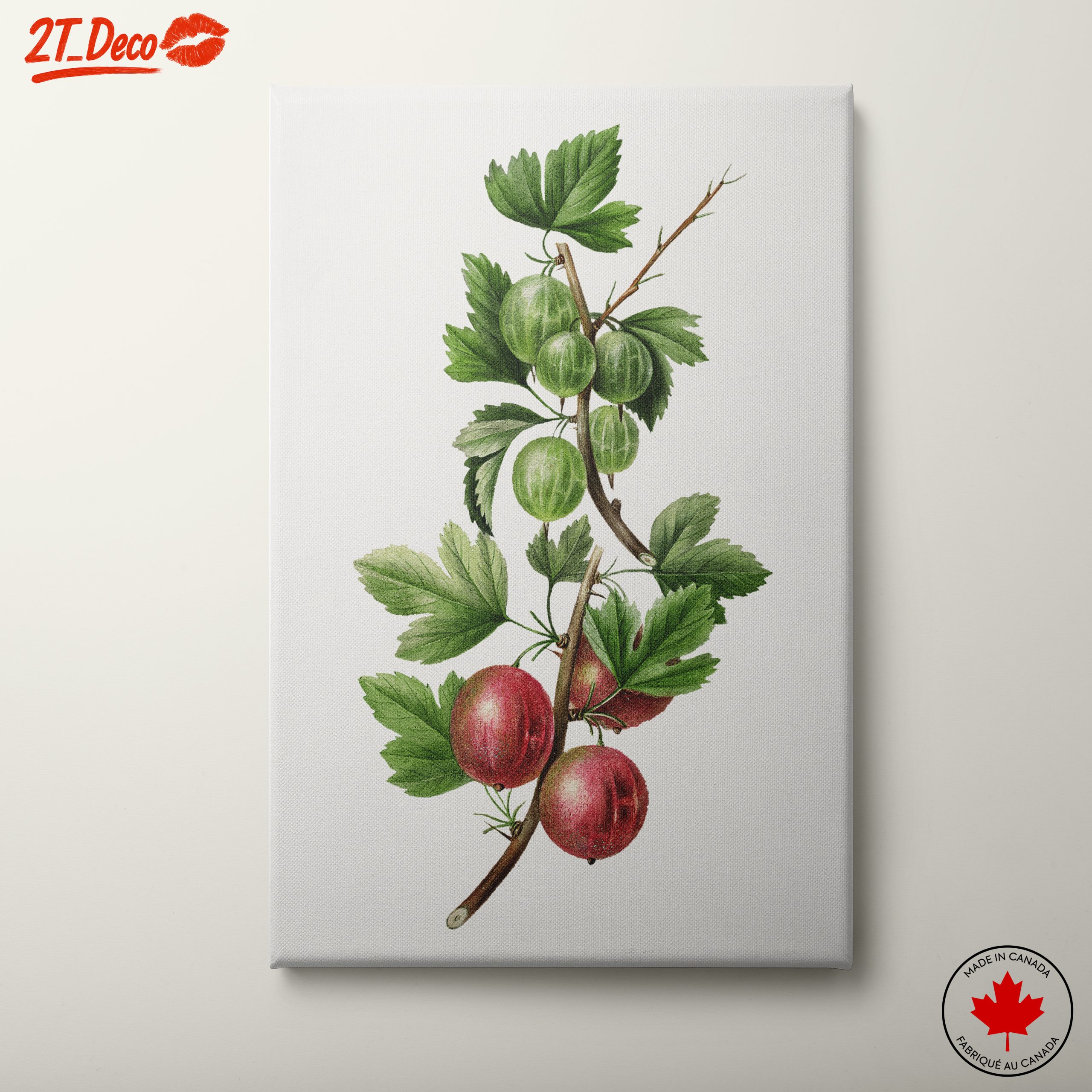Gooseberries Botanical Illustration