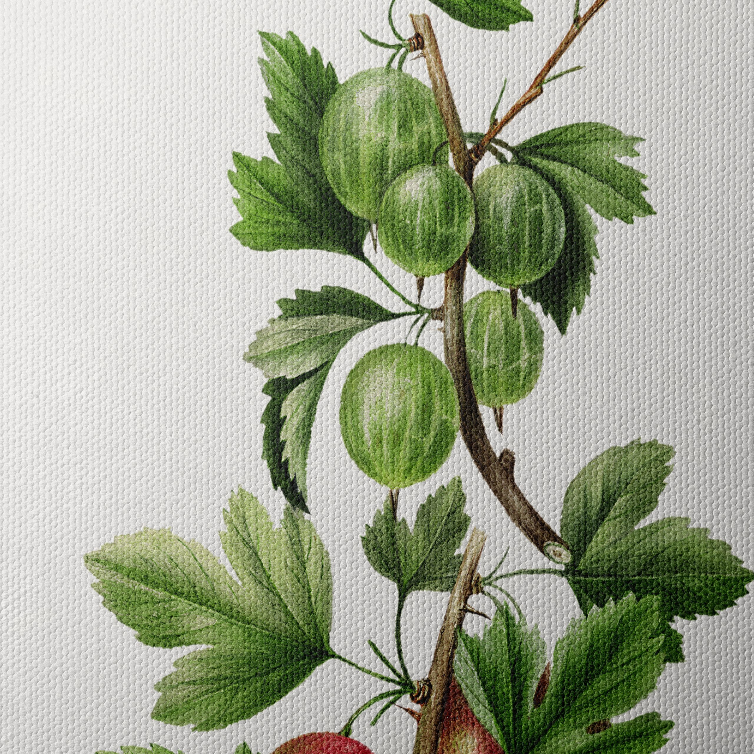 Gooseberries Botanical Illustration - Image 4