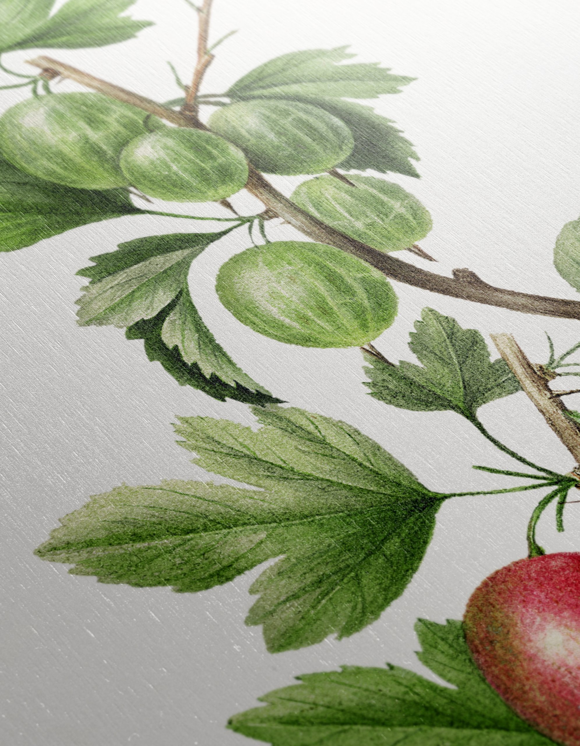 Gooseberries Botanical Illustration - Image 12