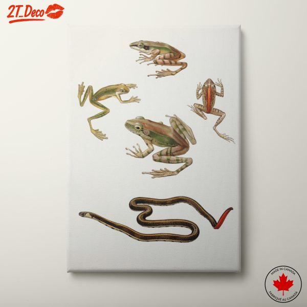 Colorful Amphibian Illustrations of Frogs and Snakes