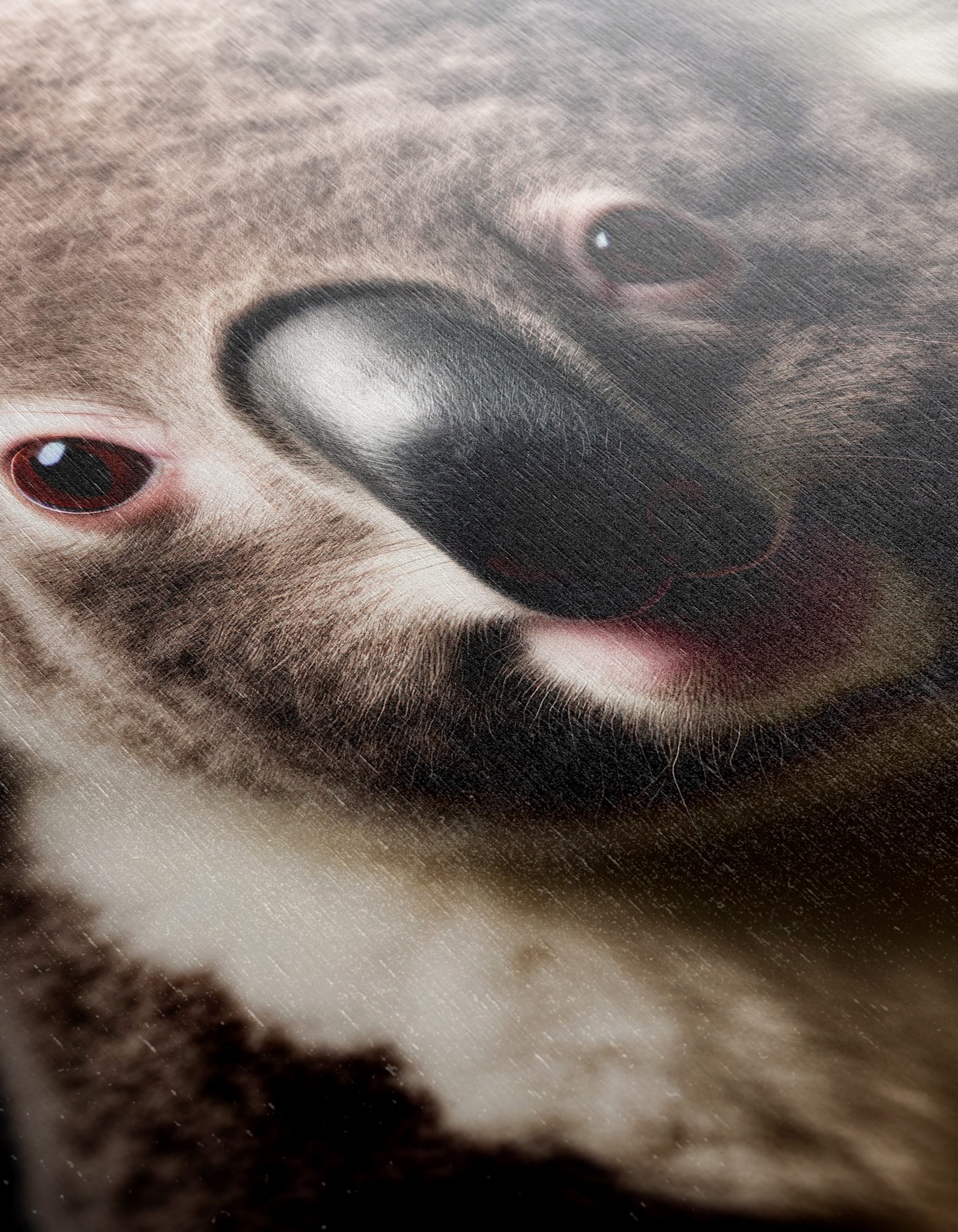 Close-Up Portrait of a Koala - Image 12