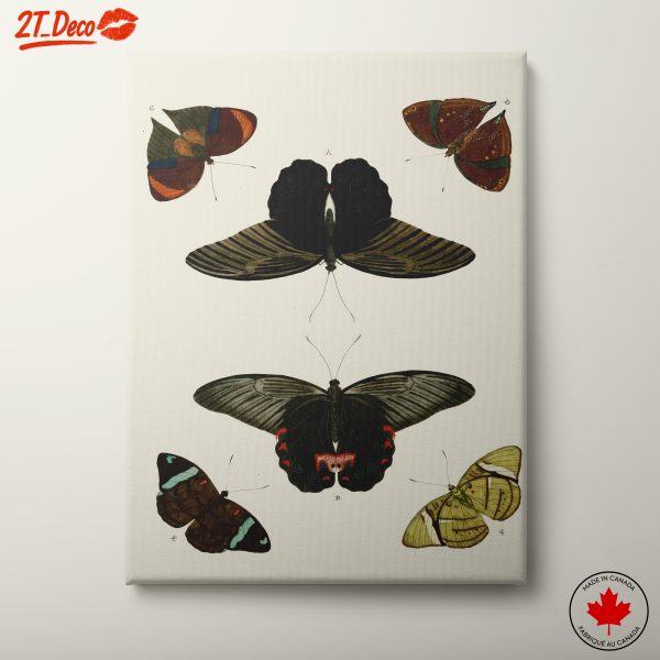 Artistic Butterfly Collection for Nature Lovers