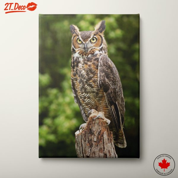 Majestic Owl on Tree Stump