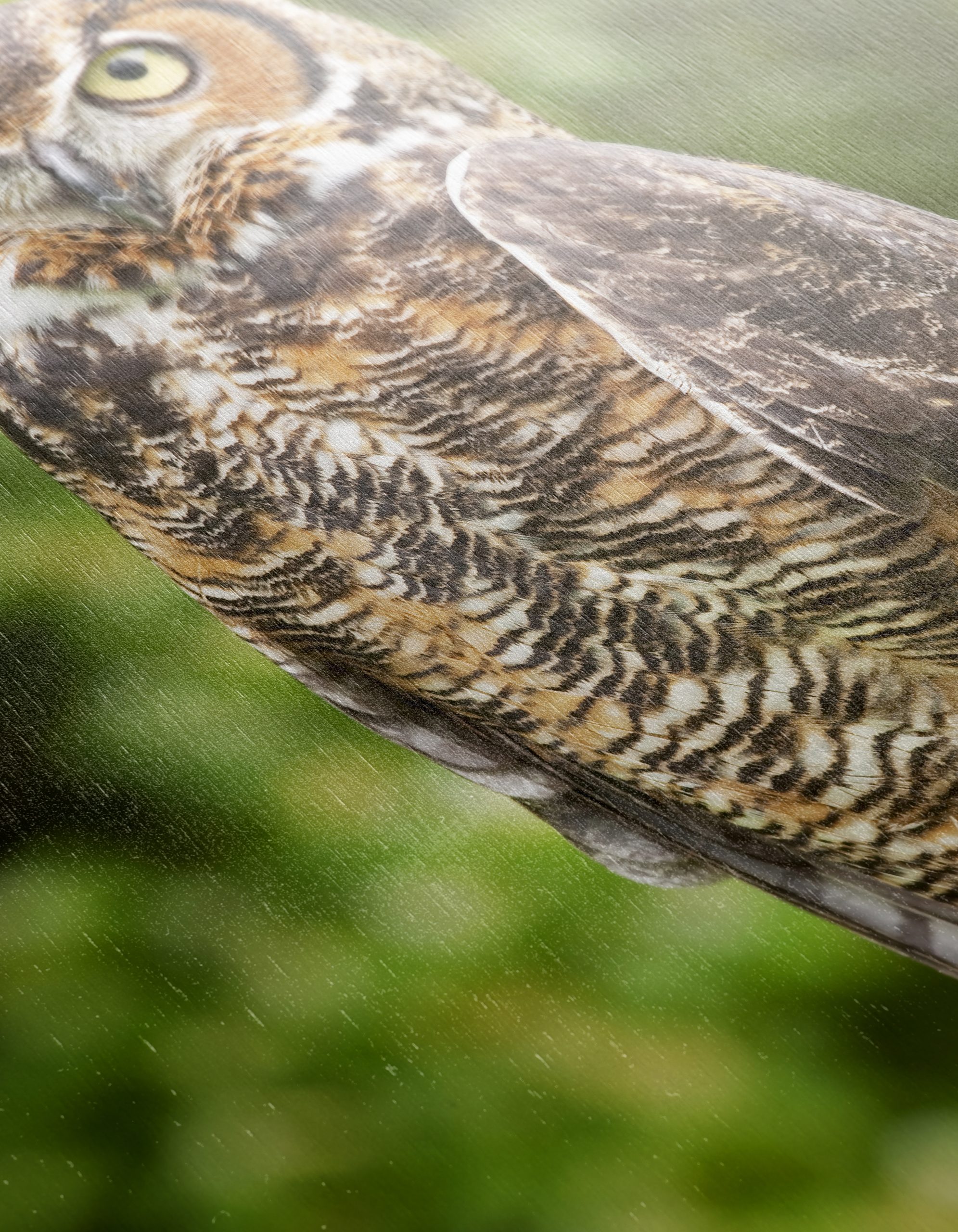Majestic Owl on Tree Stump - Image 12