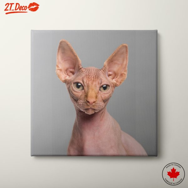 Sphynx Cat Portrait
