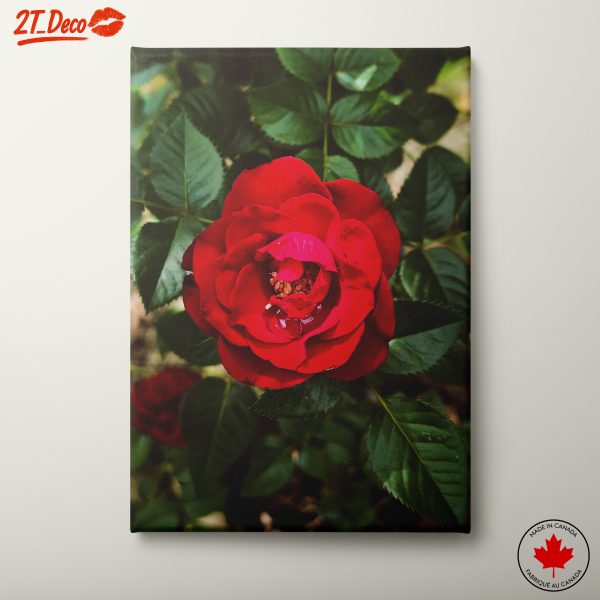 Red Rose Close-Up Floral Art