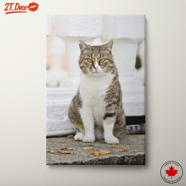 Charming Domestic Cat Wall Art