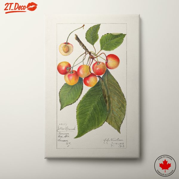 Charming Botanical Illustration of Cherries and Leaves