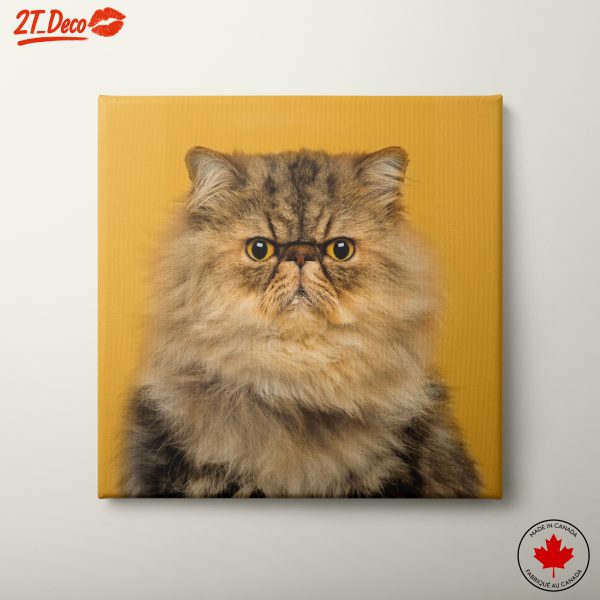 Persian Cat Portrait on Yellow Background