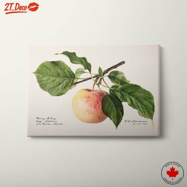 Stylized Botanical Artwork of an Apple