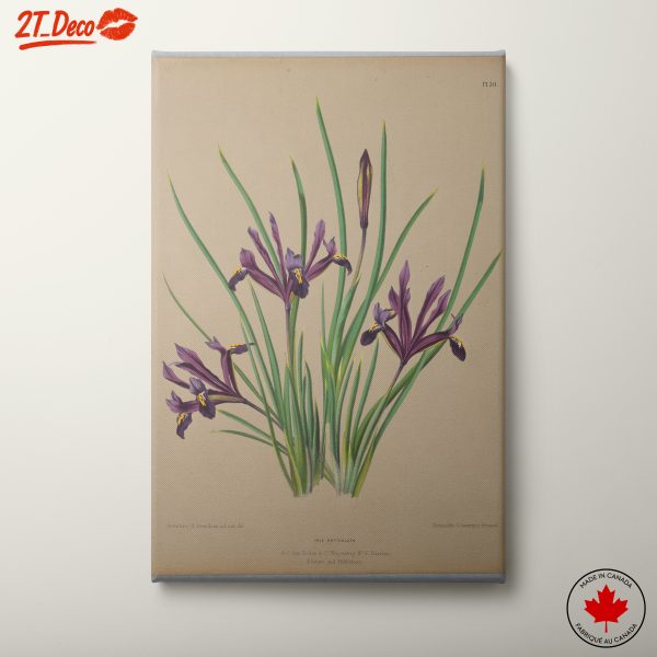 Iris Botanical Illustration Art