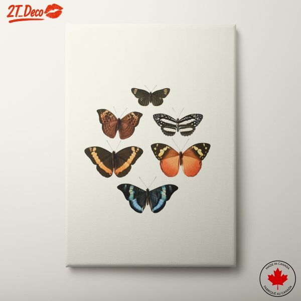 Collection of Vibrant Butterflies