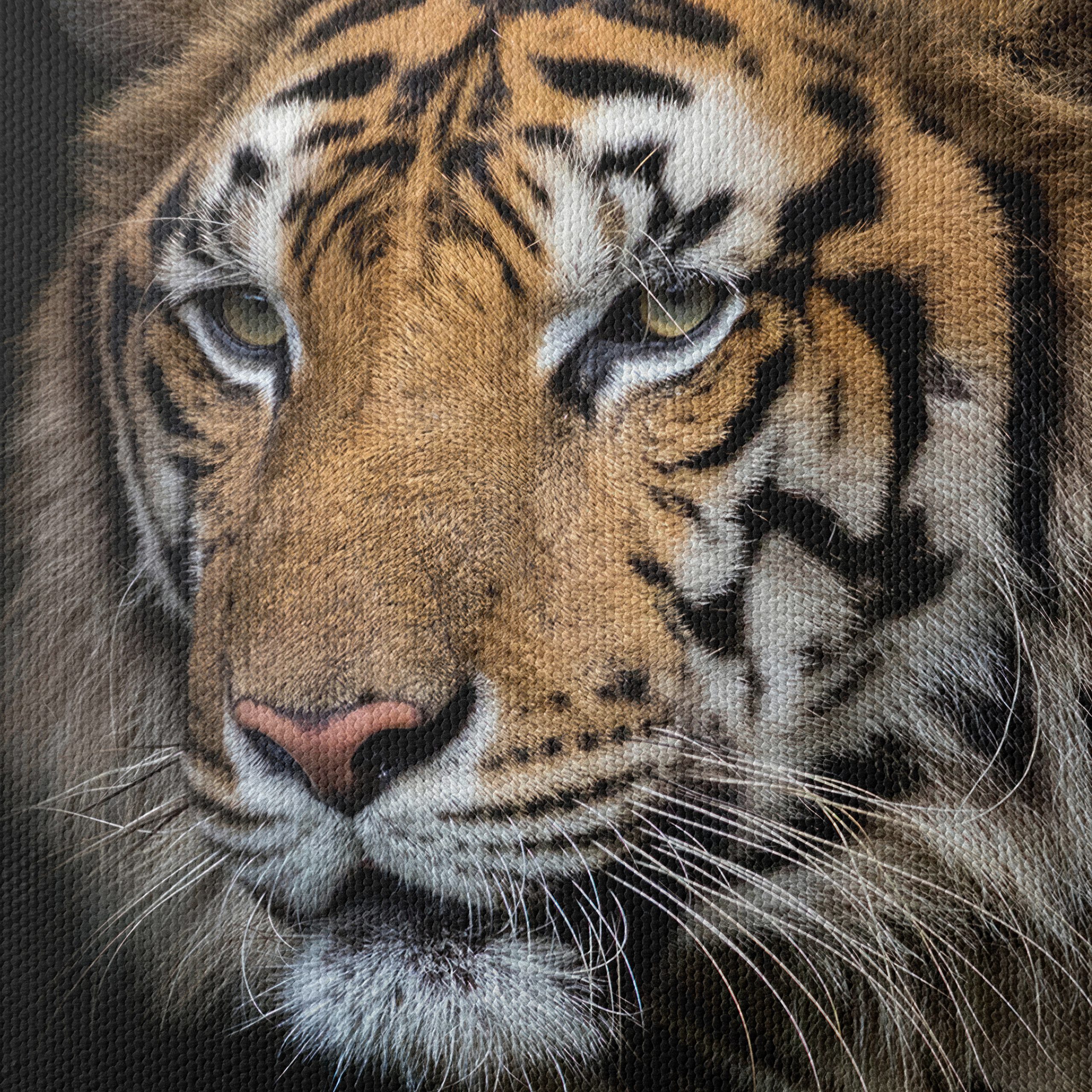 Stunning Close-Up of a Tiger - Image 4