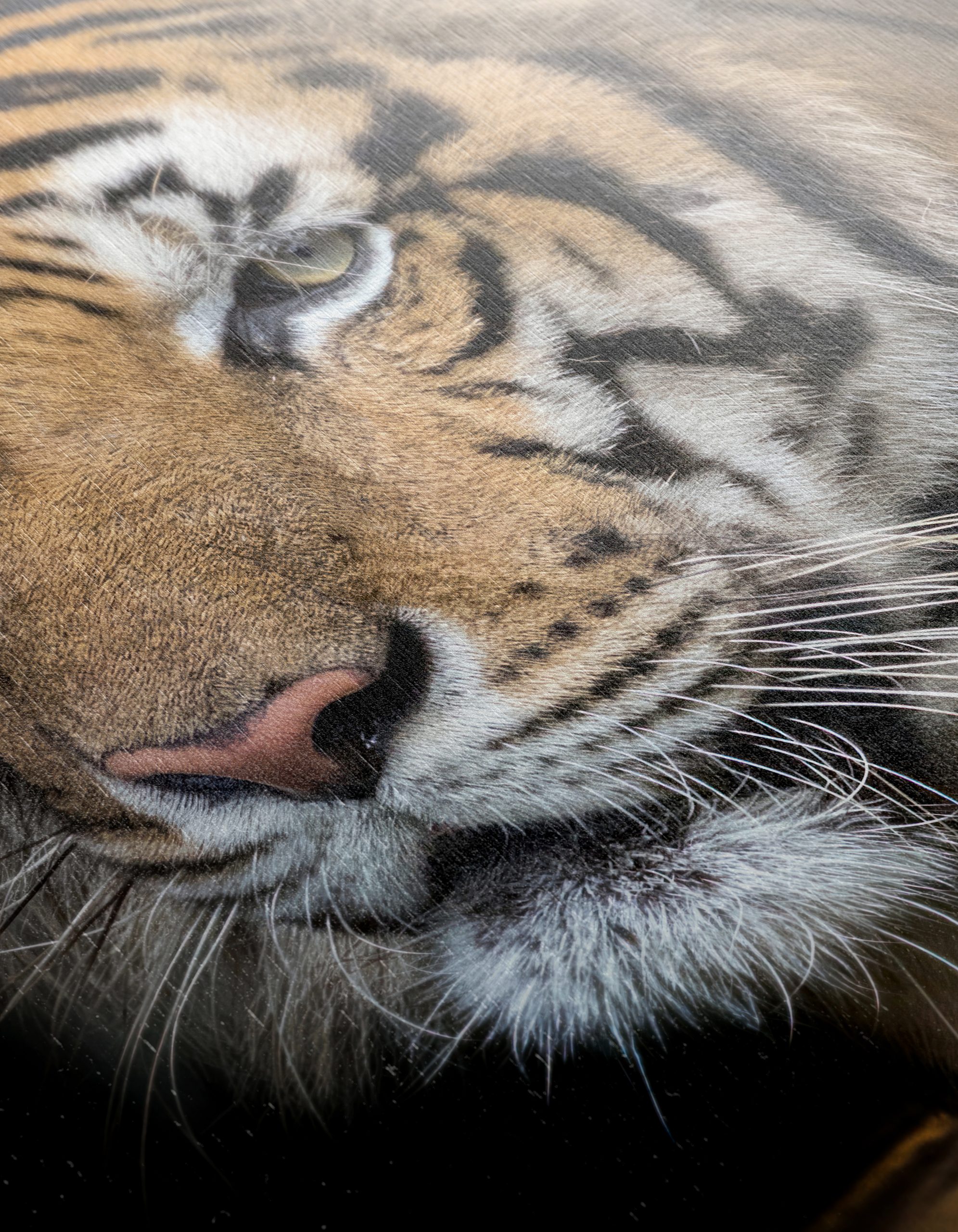 Stunning Close-Up of a Tiger - Image 12