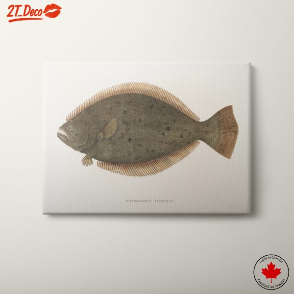 Detailed Illustration of an Aquatic Fish