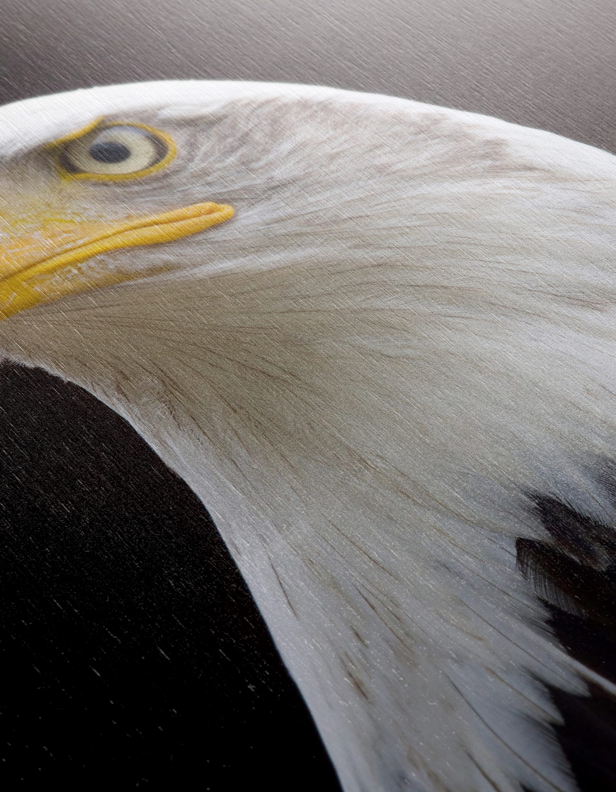 Majestic Eagle Portrait Wall Art 2 - Image 12