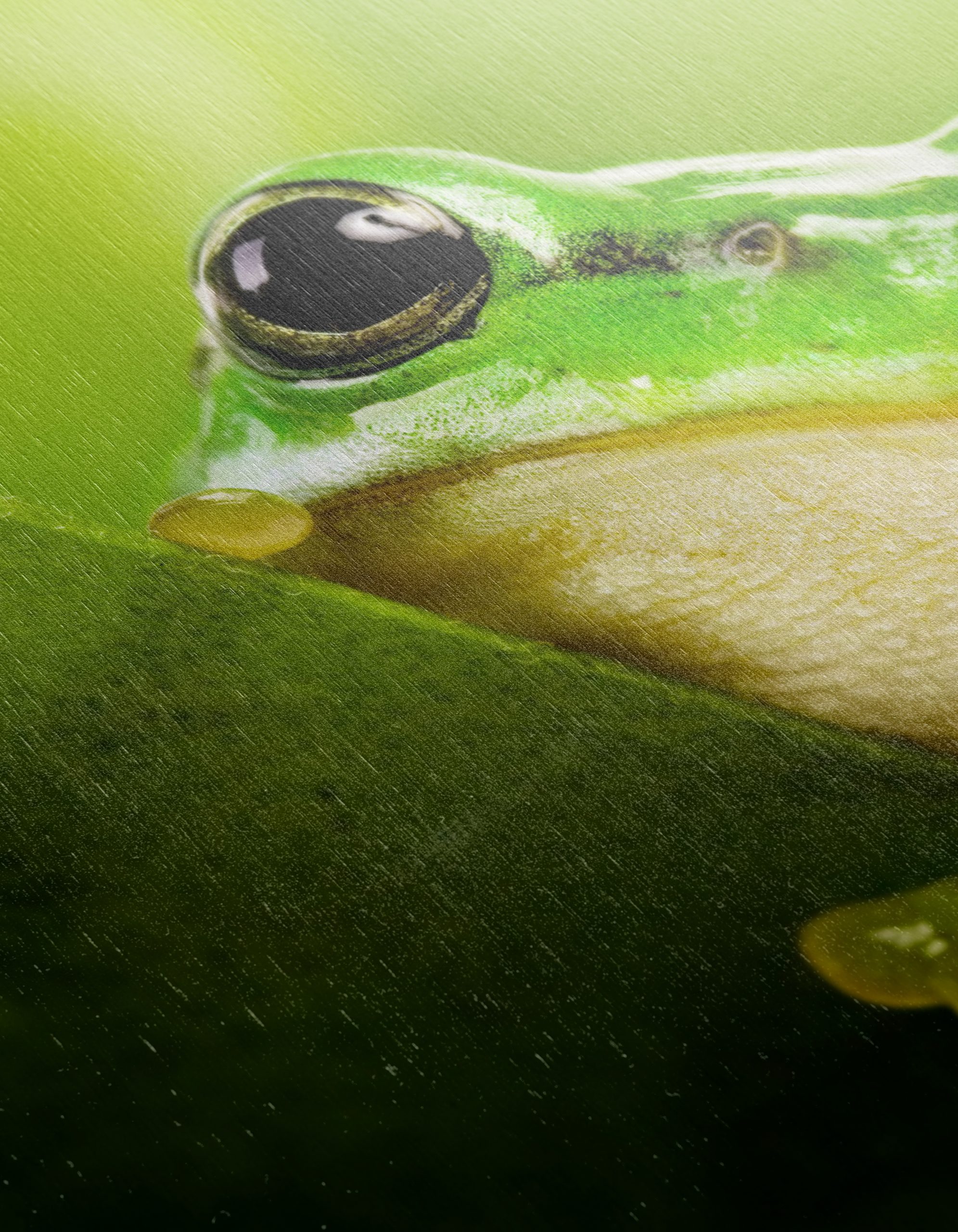 Close-Up Of A Green Frog Among Leaves - Image 12