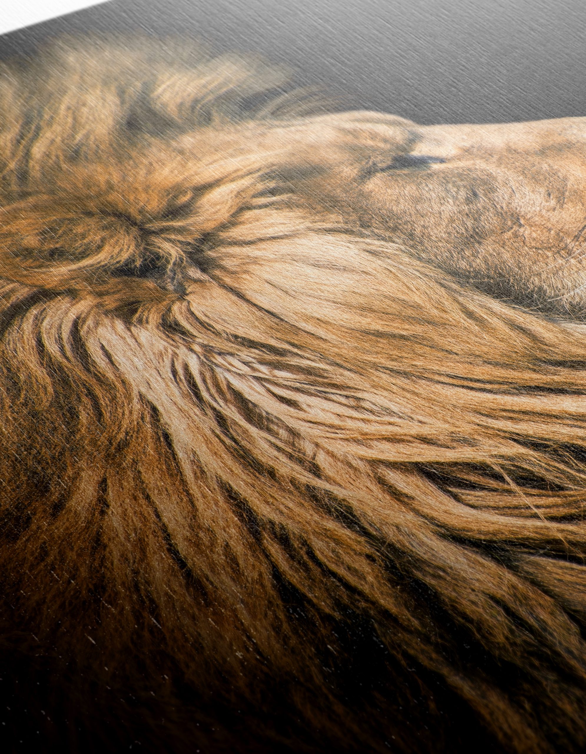 Majestic Lion Portrait in Profile - Image 12