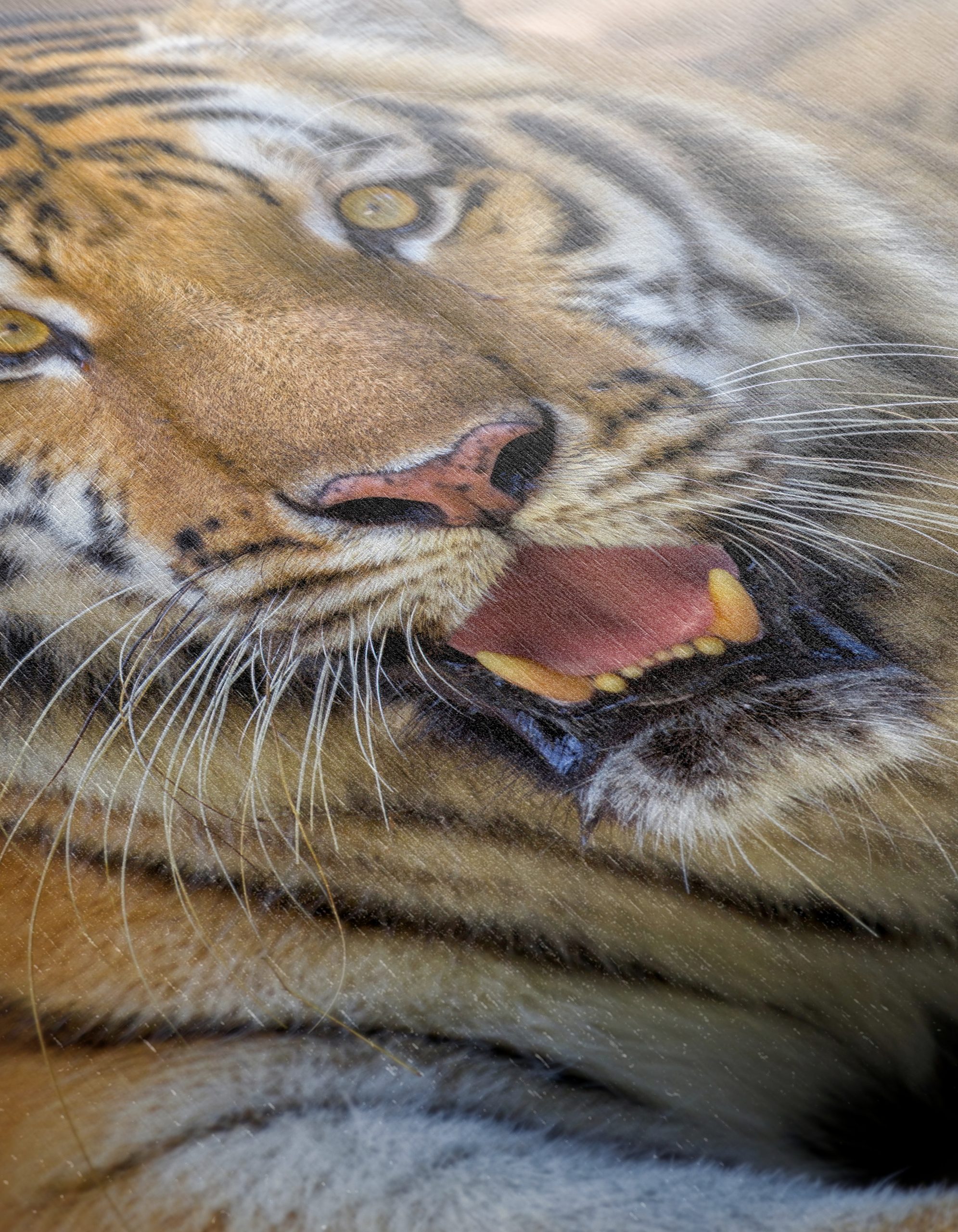Majestic Tiger Portrait for Wall Art - Image 12