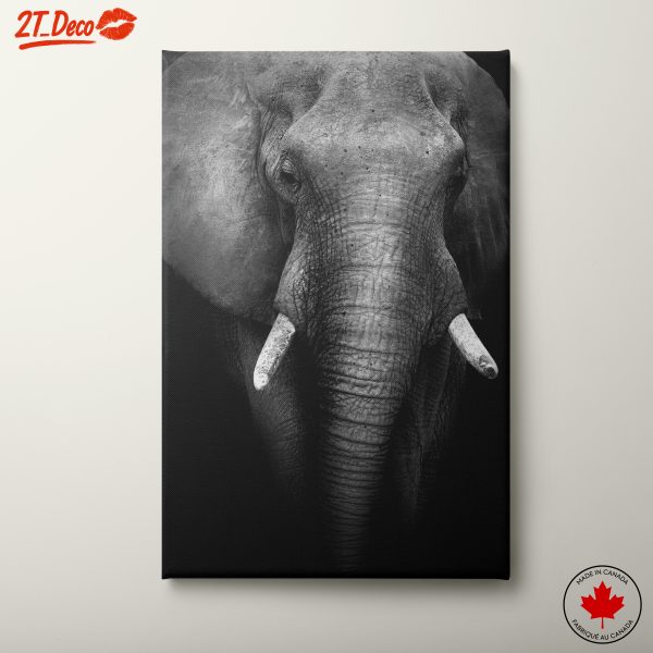 Stunning Black and White Elephant